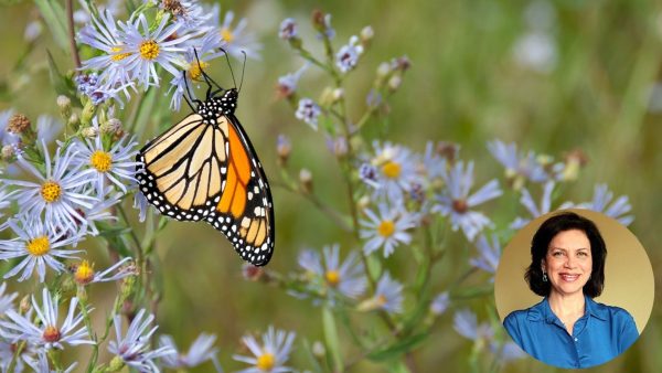 newsletter imagenes (6)