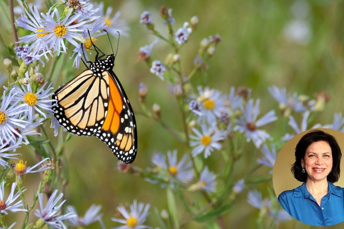 newsletter imagenes (6)